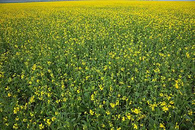 《DNF》手游将于5月21日正式上线 迪丽热巴代言